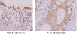 Anti-IRF5 antibody [10T1] used in IHC (Paraffin sections) (IHC-P). GTX57552