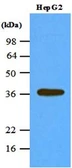 Anti-PPP1A antibody [4G3] used in Western Blot (WB). GTX57557