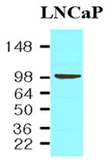 Anti-PSMA antibody [k1H8] used in Western Blot (WB). GTX57558