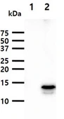 Anti-FABP9 antibody [AT13F9] used in Western Blot (WB). GTX57597