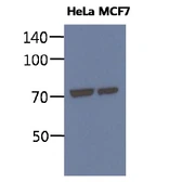 Anti-Grp78 antibody [AT3D2] used in Western Blot (WB). GTX57602