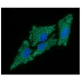 Anti-C1qBP antibody [AT1G7] used in Immunocytochemistry/ Immunofluorescence (ICC/IF). GTX57607