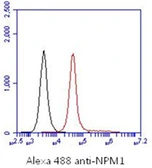 Anti-Nucleophosmin antibody [AT23F1] used in Flow cytometry (FCM). GTX57613