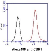 Anti-CBR1 antibody [AT2D6] used in Flow cytometry (FCM). GTX57624