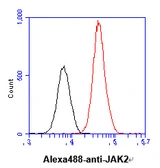 Anti-JAK2 antibody [AT53B7] used in Flow cytometry (FCM). GTX57670