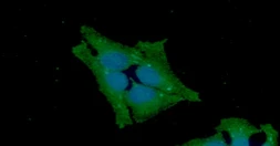 Anti-GSS antibody [AT12F2] used in Immunocytochemistry/ Immunofluorescence (ICC/IF). GTX57671