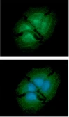Anti-EBP1 antibody [AT5E7] used in Immunocytochemistry/ Immunofluorescence (ICC/IF). GTX57679