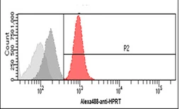 Anti-HPRT antibody [AT1D9] used in Flow cytometry (FCM). GTX57727