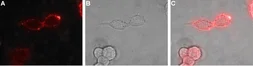 Anti-EphB1 antibody used in Live cell imaging (LCI). GTX57739
