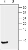 Anti-NUCB2 antibody used in Western Blot (WB). GTX57754
