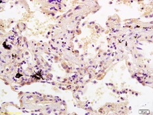 Anti-SDHC antibody used in IHC (Paraffin sections) (IHC-P). GTX60139