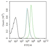 Anti-S100A8 antibody used in Flow cytometry (FCM). GTX60206