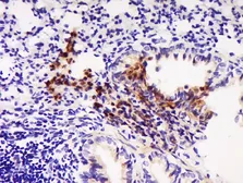 Anti-MDC antibody used in IHC (Paraffin sections) (IHC-P). GTX60242