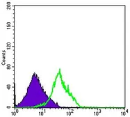 Anti-CD94 antibody [1H1] used in Flow cytometry (FCM). GTX60405
