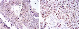 Anti-HSP60 antibody [3G8] used in IHC (Paraffin sections) (IHC-P). GTX60424
