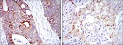 Anti-Cytokeratin 19 antibody [1H6] used in IHC (Paraffin sections) (IHC-P). GTX60457