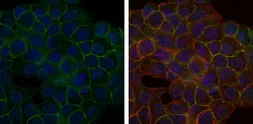 Anti-BLNK antibody [5G9] used in Immunocytochemistry/ Immunofluorescence (ICC/IF). GTX60463
