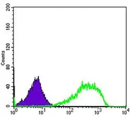 Anti-Ku80 antibody [5C5] used in Flow cytometry (FCM). GTX60468
