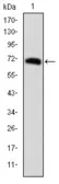Anti-FOXP2 antibody [5C11A8] used in Western Blot (WB). GTX60499