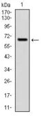 Anti-CYP1A1 antibody [6G5] used in Western Blot (WB). GTX60543