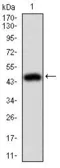Anti-Moesin antibody [2C12] used in Western Blot (WB). GTX60569