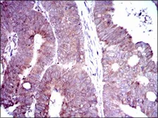Anti-DLL4 antibody [4A11F8] used in IHC (Paraffin sections) (IHC-P). GTX60617