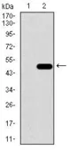 Anti-PDE1B antibody [10B10B12] used in Western Blot (WB). GTX60719