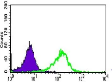 Anti-WDR66 antibody [2A6F7] used in Flow cytometry (FCM). GTX60768