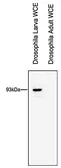 Anti-Rtf1 antibody - ChIP grade used in Western Blot (WB). GTX60844