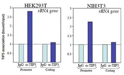 Anti-TIP-5 antibody - ChIP grade used in ChIP assay (ChIP assay). GTX60851