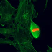 Anti-Histone H3T3ph (phospho Thr3) antibody [RM159] used in Immunocytochemistry/ Immunofluorescence (ICC/IF). GTX60897