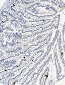 Anti-Peptide YY antibody [1] used in IHC (Paraffin sections) (IHC-P). GTX60975