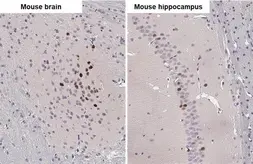 Anti-c-Fos antibody [2H2] used in IHC (Paraffin sections) (IHC-P). GTX60996