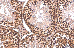 Anti-PUF60 antibody [GT917] used in IHC (Paraffin sections) (IHC-P). GTX629887