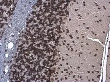 Anti-Histone H3S10ph (phospho Ser10) antibody [GT921] used in IHC (Paraffin sections) (IHC-P). GTX630185