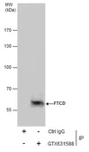 Anti-58K Golgi protein antibody [GT575] used in Immunoprecipitation (IP). GTX631588