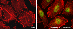 Anti-HIF2 alpha antibody [GT125] used in Immunocytochemistry/ Immunofluorescence (ICC/IF). GTX632015