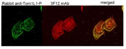 Anti-TOM1L1 antibody [3F12] used in Immunocytochemistry/ Immunofluorescence (ICC/IF). GTX632246