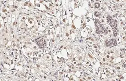 Anti-NUF2 antibody [GT312] used in IHC (Paraffin sections) (IHC-P). GTX632247