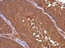 Anti-DAPP1 antibody [4H9] used in IHC (Paraffin sections) (IHC-P). GTX633252