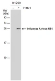 Anti-Influenza A virus NS1 (nonstructural protein) antibody [GT1943] used in Western Blot (WB). GTX633686