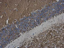 Anti-Synaptophysin antibody [GT1825] used in IHC (Paraffin sections) (IHC-P). GTX633821