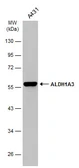 Anti-ALDH1A3 antibody [GT926] used in Western Blot (WB). GTX633822