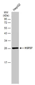 Anti-HSP27 antibody [GT6310] used in Western Blot (WB). GTX634459