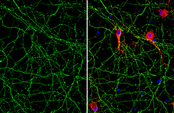 Anti-Tau antibody [GT287] used in Immunocytochemistry/ Immunofluorescence (ICC/IF). GTX634809