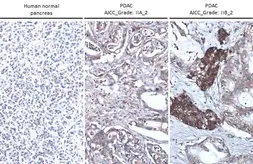 Anti-Thrombospondin 2 antibody [GT147] used in IHC (Paraffin sections) (IHC-P). GTX635393