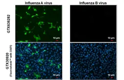 Anti-Influenza A virus Nucleoprotein antibody [HL1098] used in Immunocytochemistry/ Immunofluorescence (ICC/IF). GTX636282