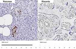 Anti-Somatostatin antibody [HL1101] used in IHC (Paraffin sections) (IHC-P). GTX636297
