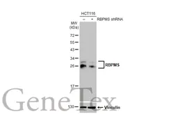 Anti-RBPMS antibody [HL1105] used in Western Blot (WB). GTX636320