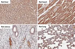 Anti-C1 inhibitor antibody [HL1196] used in IHC (Paraffin sections) (IHC-P). GTX636508
